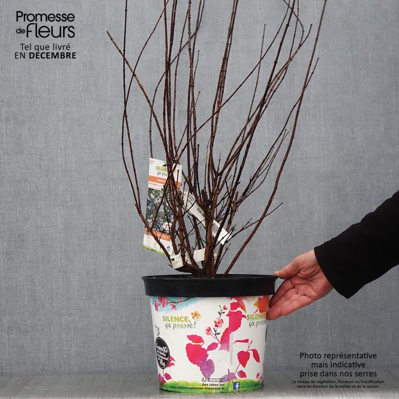 Exemplar von Pfeifenstrauch Snowbelle - Philadelphus Topf mit 7,5L/10L wie im Herbst geliefert