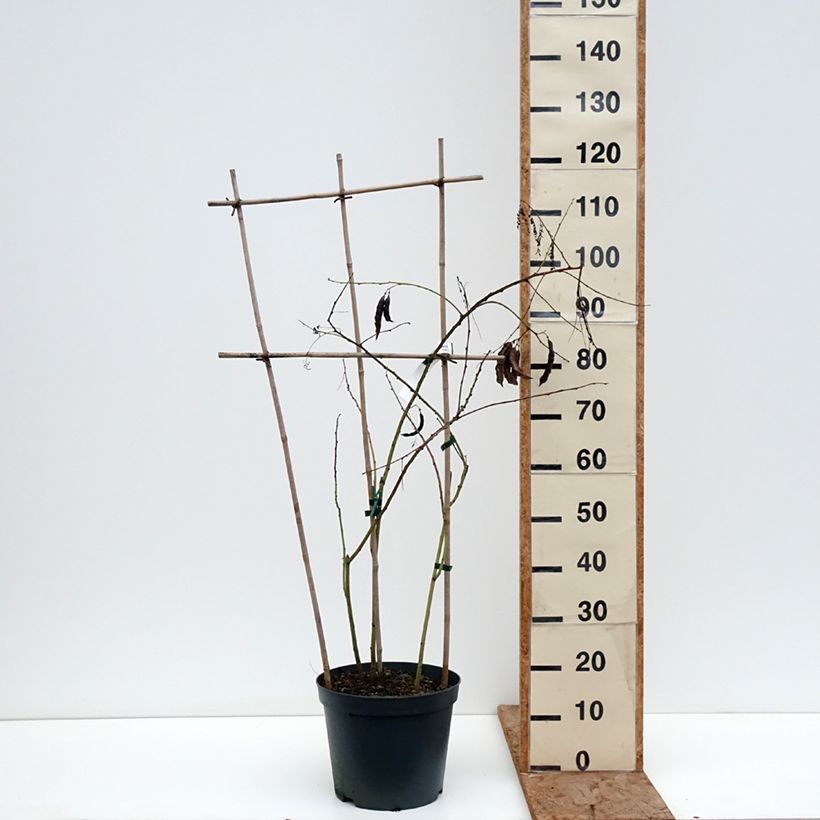 Exemplar von Sesbania punicea - Sesbanie Topf mit 7,5L/10L wie im Winter geliefert