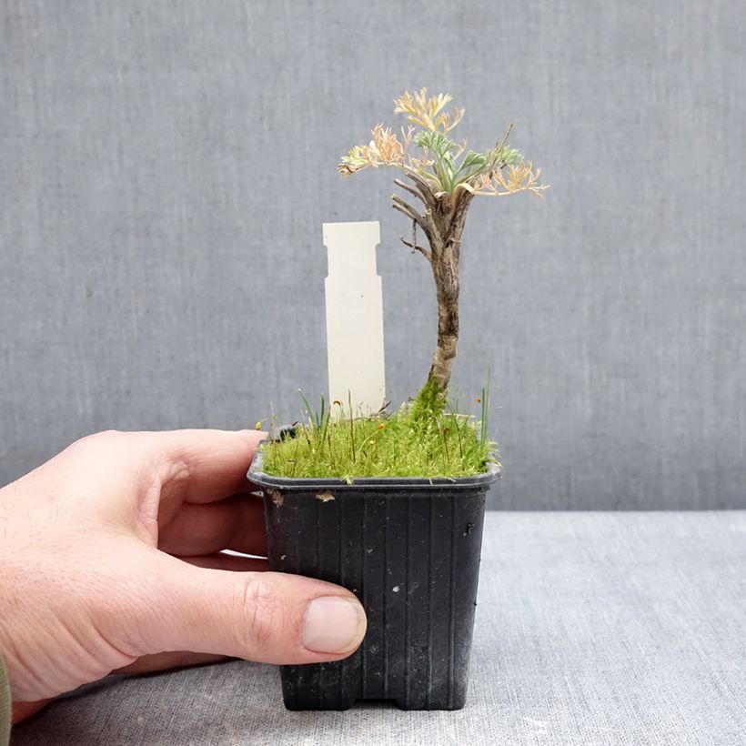 Exemplar von Seseli gummiferum - Grauer Bergfenchel Kleine Töpfe von 8/9 cm wie im Winter geliefert