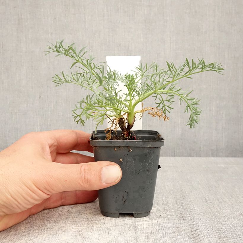 Exemplar von Seseli gummiferum - Grauer Bergfenchel Kleine Töpfe von 8/9 cm wie im Frühjahr geliefert