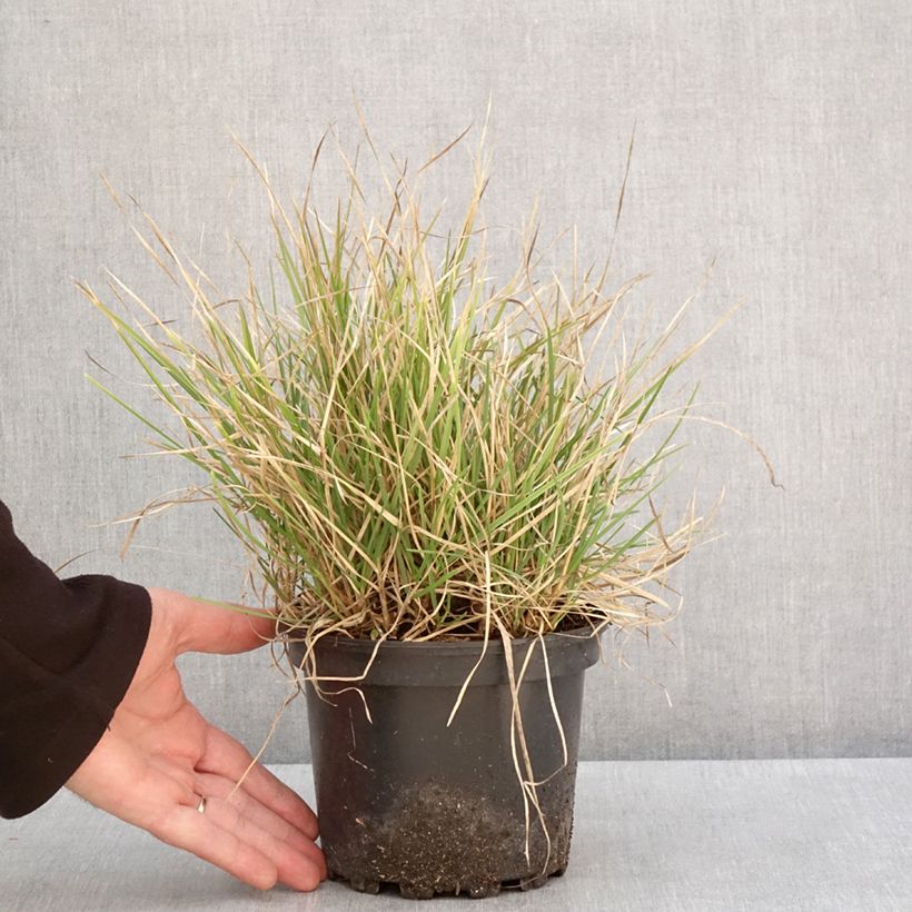 Exemplar von Sesleria autumnalis - Seslérie d'automne Pot de 2L/3L wie im Winter geliefert