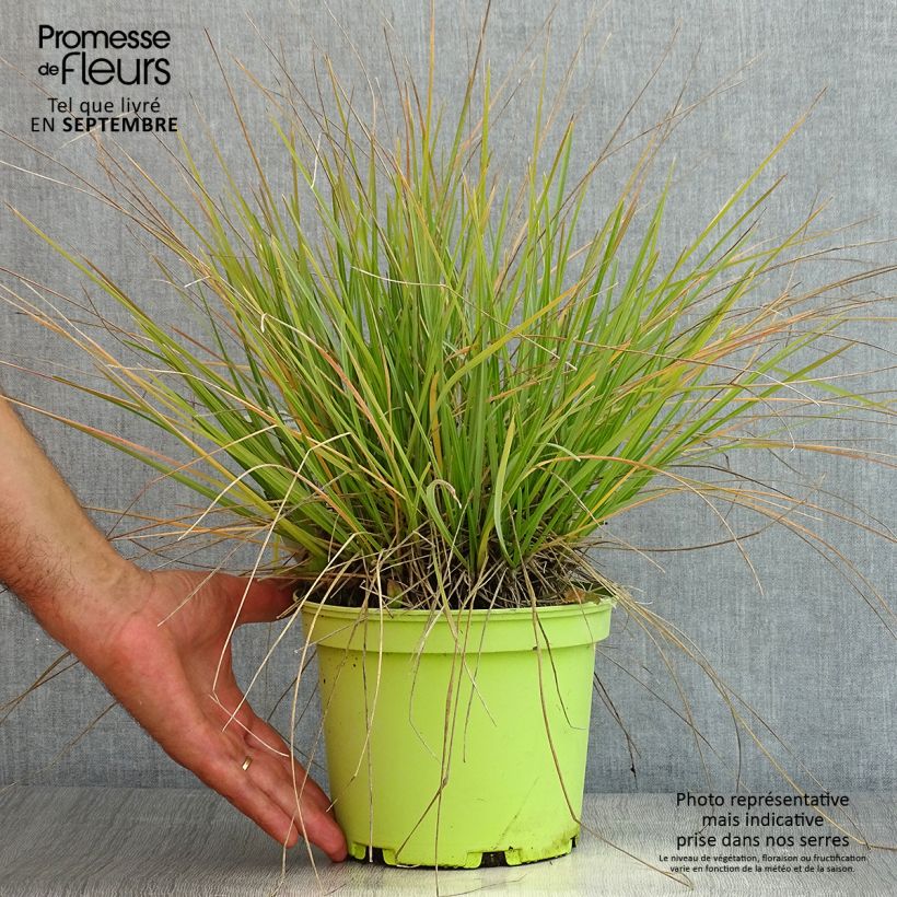 Exemplar von Sesleria heufleriana - Grüne Kopfgras Topf mit 2L/3L wie im Sommer geliefert