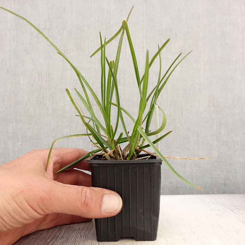 Exemplar von Sesleria sadleriana - Seslérie Kleine Töpfe von 8/9 cm wie im Frühjahr geliefert