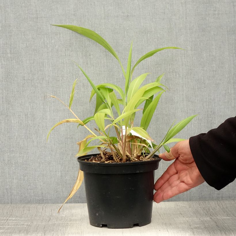 Exemplar von Setaria palmifolia - Palmen-Gras Topf mit 2L/3L wie im Sommer geliefert