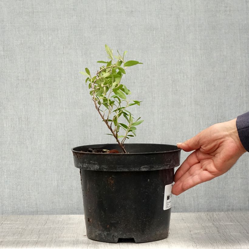 Example of Büffelbeere - Shepherdia argentea Topf mit 3L/4L as you get in printemps