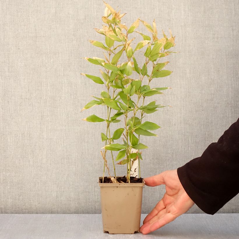 Example of Shibataea kumasaca - Mäusedorn-Bambus Kleine Töpfe von 8/9 cm as you get in printemps