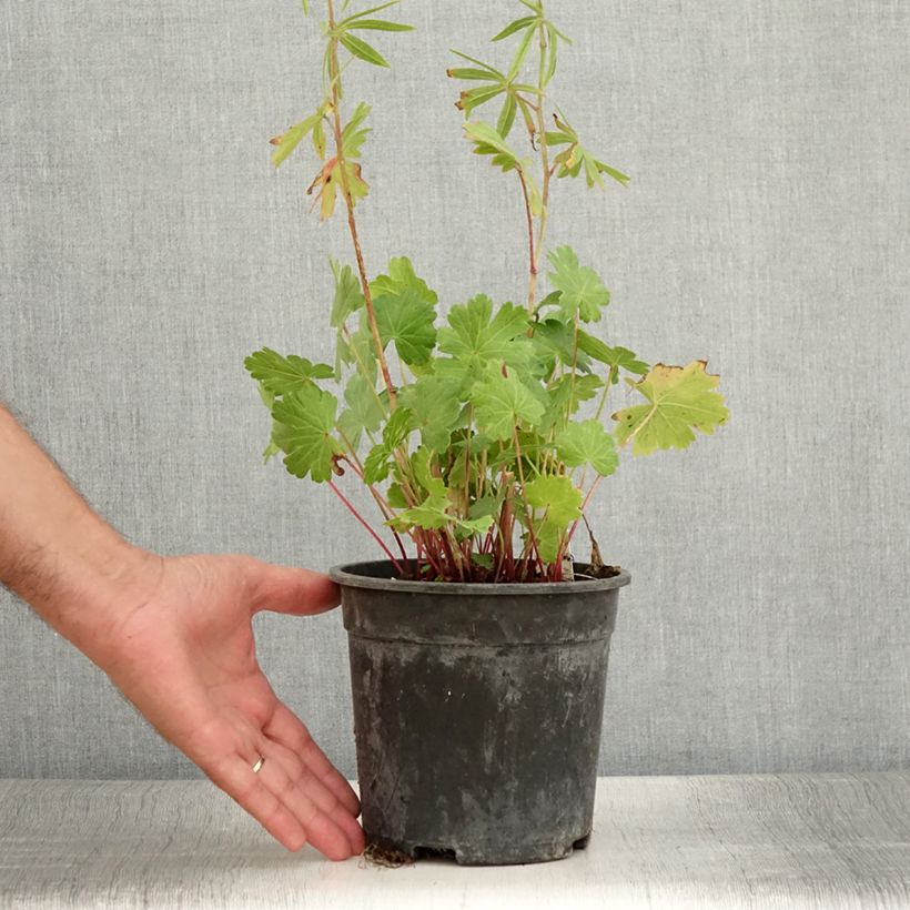 Example of Sidalcea Candy Girl - Präriemalve Topf mit 2L/3L as you get in ete