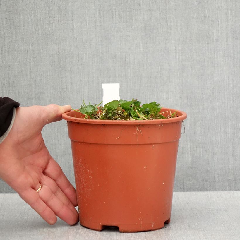 Exemplar von Sidalcea malviflora Elsie Heugh - Präriemalve Topf mit 2L/3L wie im Frühjahr geliefert