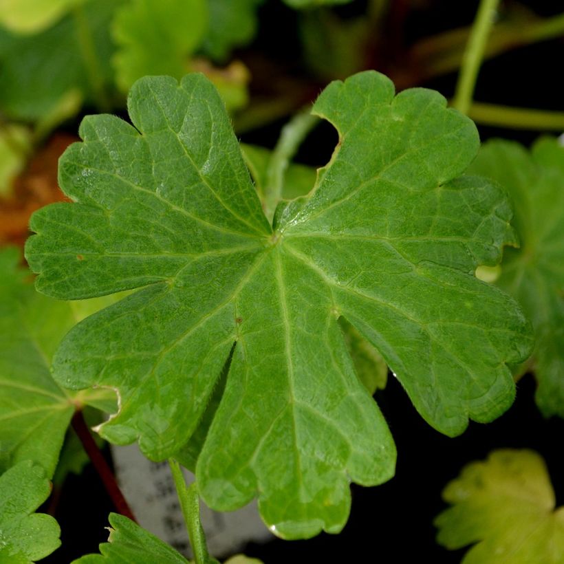Sidalcea candida - Präriemalve (Foliage)