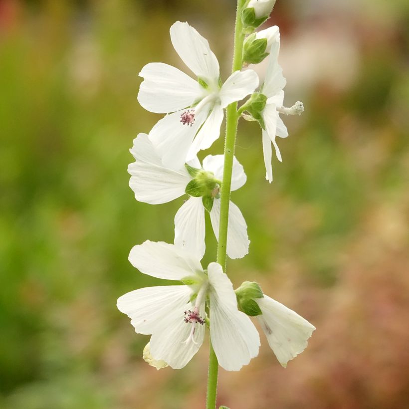 Sidalcea candida - Präriemalve (Flowering)