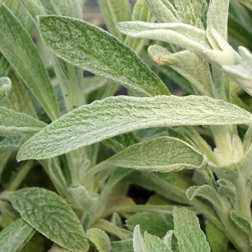 Sideritis scardica - Thé des bergers du Mont Olympe  (Laub)