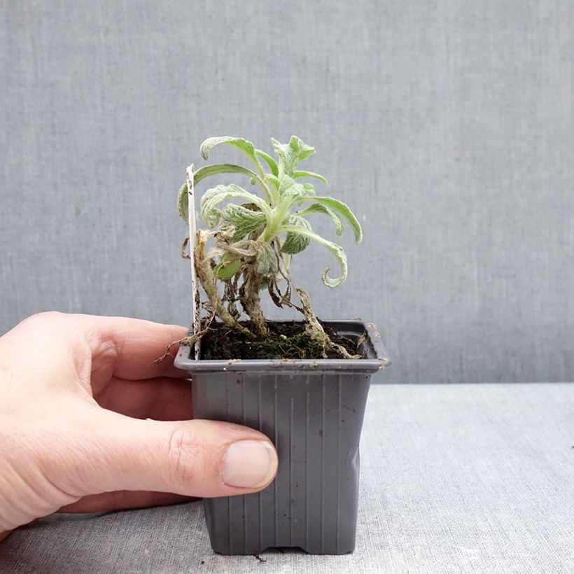 Exemplar von Sideritis scardica - Thé des bergers du Mont Olympe  Kleine Töpfe von 8/9 cm wie im Winter geliefert