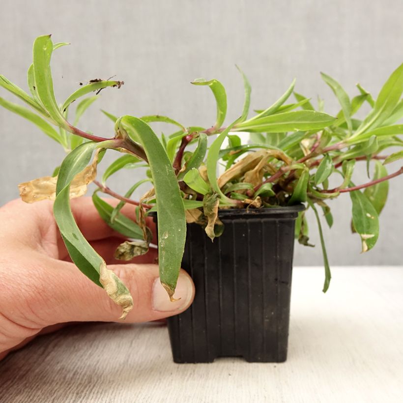 Exemplar von Taubenkropf-Leimkraut - Silene vulgaris Kleine Töpfe von 8/9 cm wie im Frühjahr geliefert