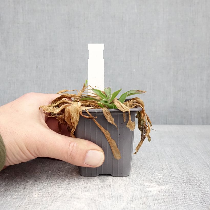 Exemplar von Weiße Lichtnelke (Samen) - Silene latifolia subsp. alba Kleine Töpfe von 8/9 cm wie im Winter geliefert