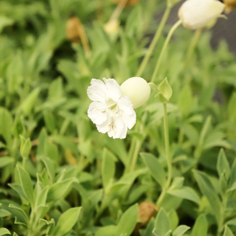 Klippen-Leimkraut Weisskehlchen - Silene uniflora (Flowering)