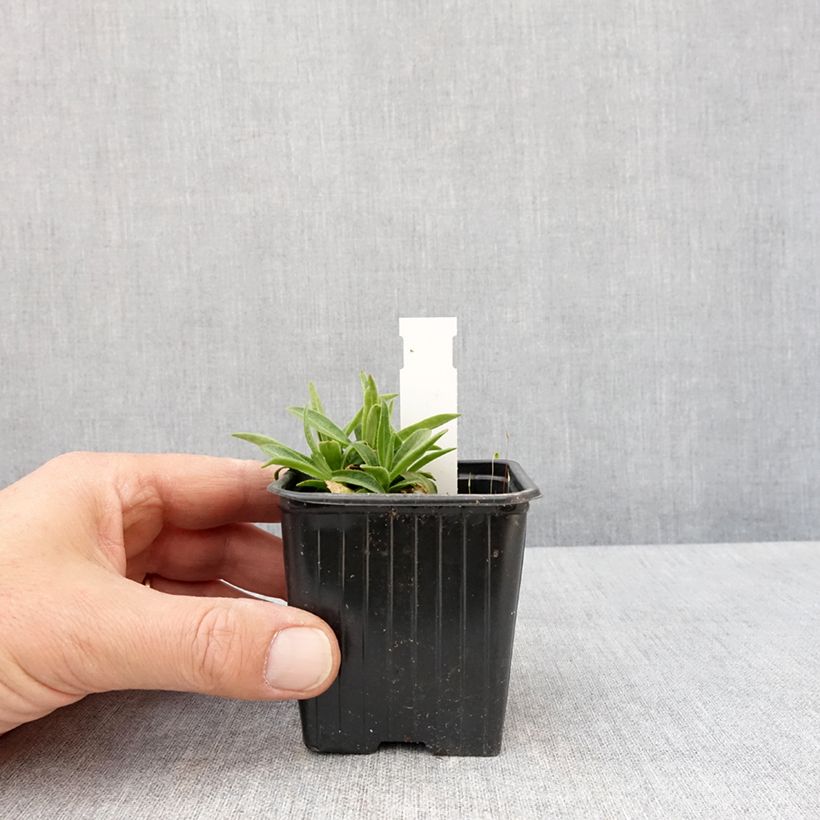 Example of Prächtiges Leimkraut - Silene regia Kleine Töpfe von 8/9 cm as you get in printemps