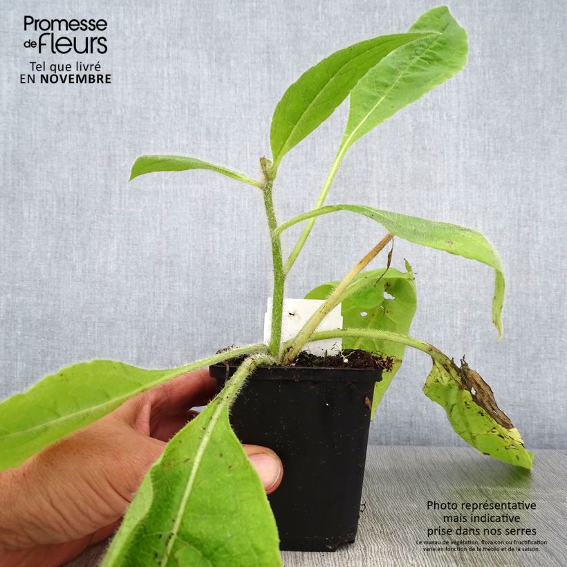 Exemplar von Silphium mohrii  Godet de 8/9 cm wie im Herbst geliefert