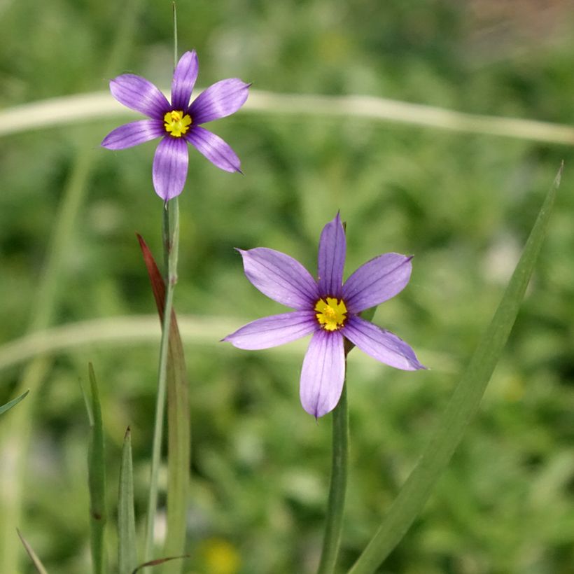 Sisyrinchium bellum - Binsenlilie (Blüte)