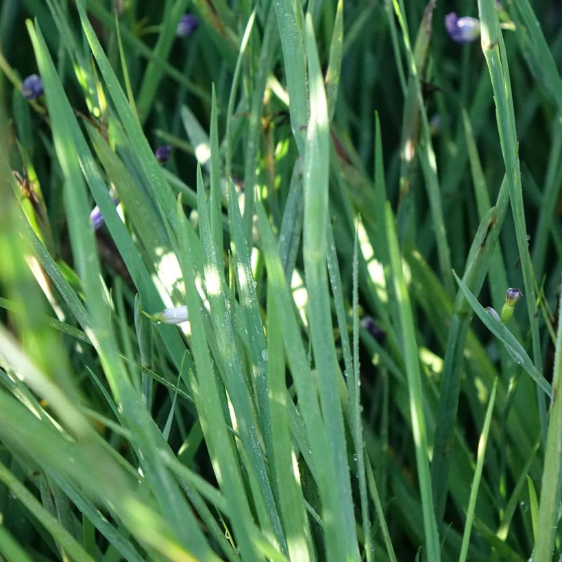 Sisyrinchium angustifolium Lucerne - Schmalblättriges Blauaugengras (Laub)