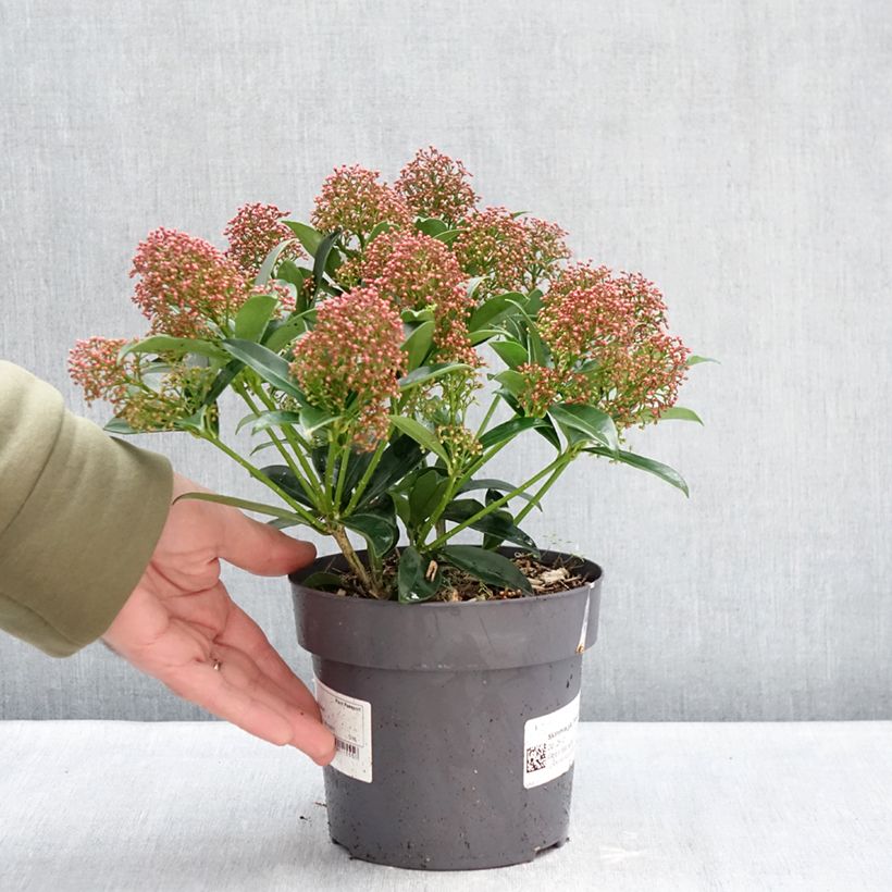 Exemplar von Skimmia japonica 'Marlot' Topf mit 2L/3L wie im Winter geliefert