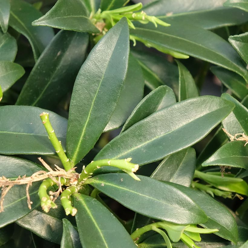 Skimmia japonica 'Marlot' (Laub)