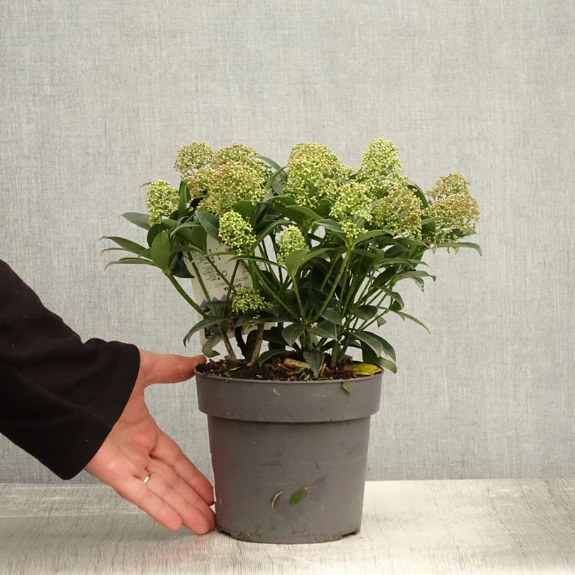 Exemplar von Skimmia du Japon Marlot - Skimmia japonica  Pot de 2L/3L wie im Herbst geliefert