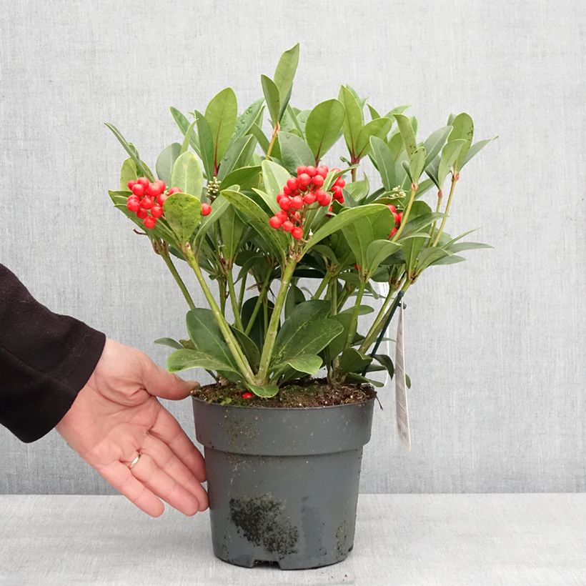 Exemplar von Skimmia japonica Temptation - Skimmia du Japon  Pot de 2L/3L wie im Winter geliefert
