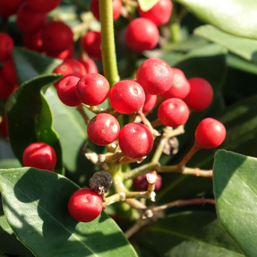 Skimmia japonica Pabella (Ernte)