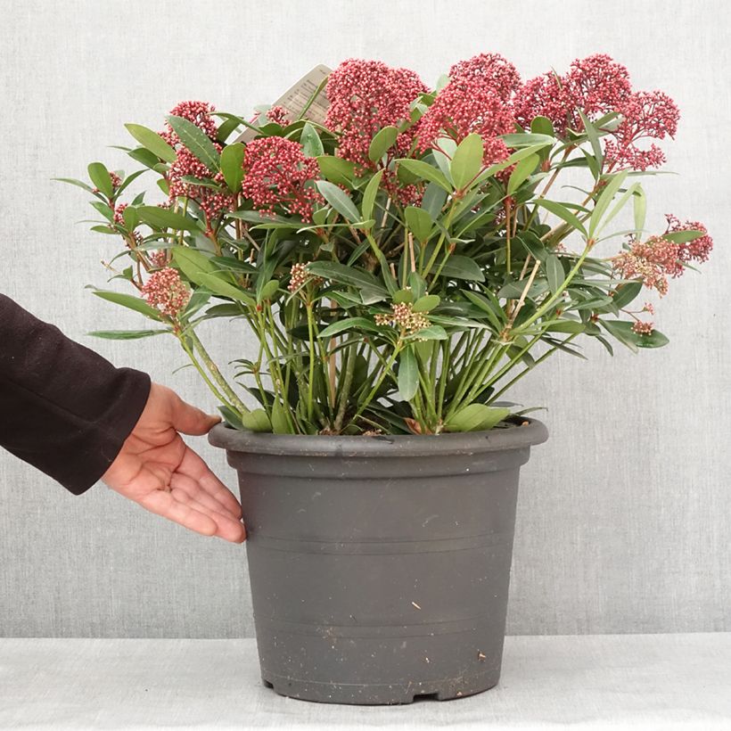 Exemplar von Skimmia japonica Rubella Pot de 7,5L/10L wie im Winter geliefert