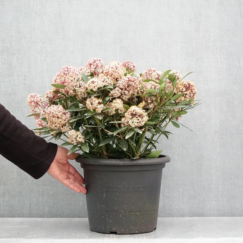 Exemplar von Skimmia japonica Rubella Topf mit 7,5L/10L wie im Frühjahr geliefert