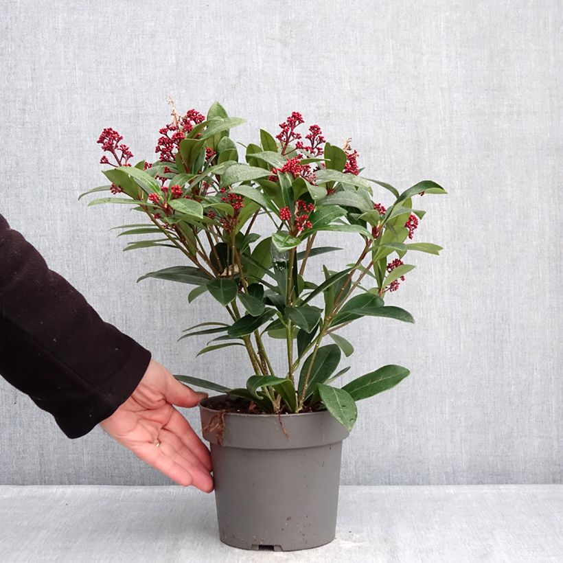 Exemplar von Skimmia japonica Rubella Topf mit 2L/3L wie im Winter geliefert