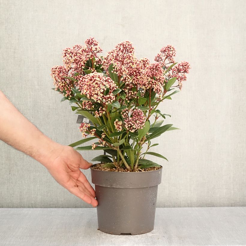 Exemplar von Skimmia japonica Rubella Topf mit 2L/3L wie im Frühjahr geliefert