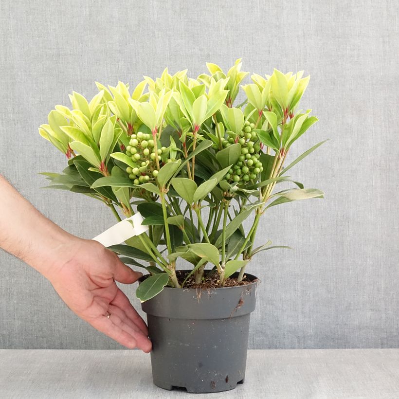 Example of Skimmia japonica Temptation Topf mit 2L/3L as you get in printemps