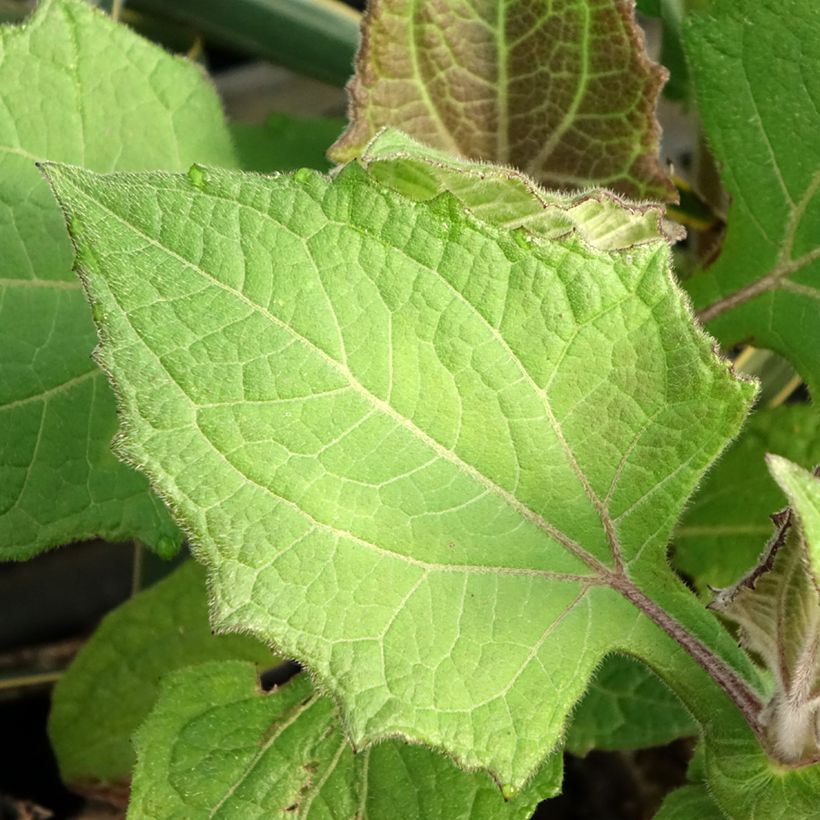 Yacón Red - Smallanthus sonchifolius (Laub)