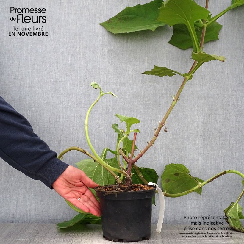 Exemplar von Smallanthus sonchifolius Red Yacon - Poire de terre Pot de 3L/4L wie im Herbst geliefert