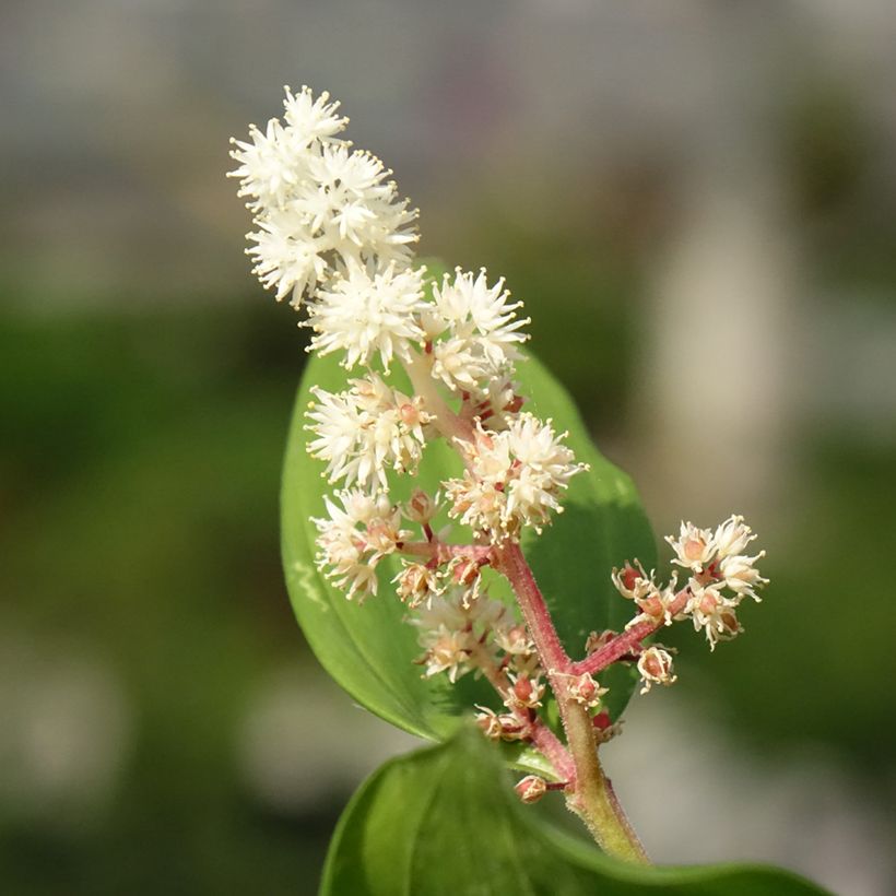Smilacina racemosum - Traubiges Duftsiegel (Blüte)