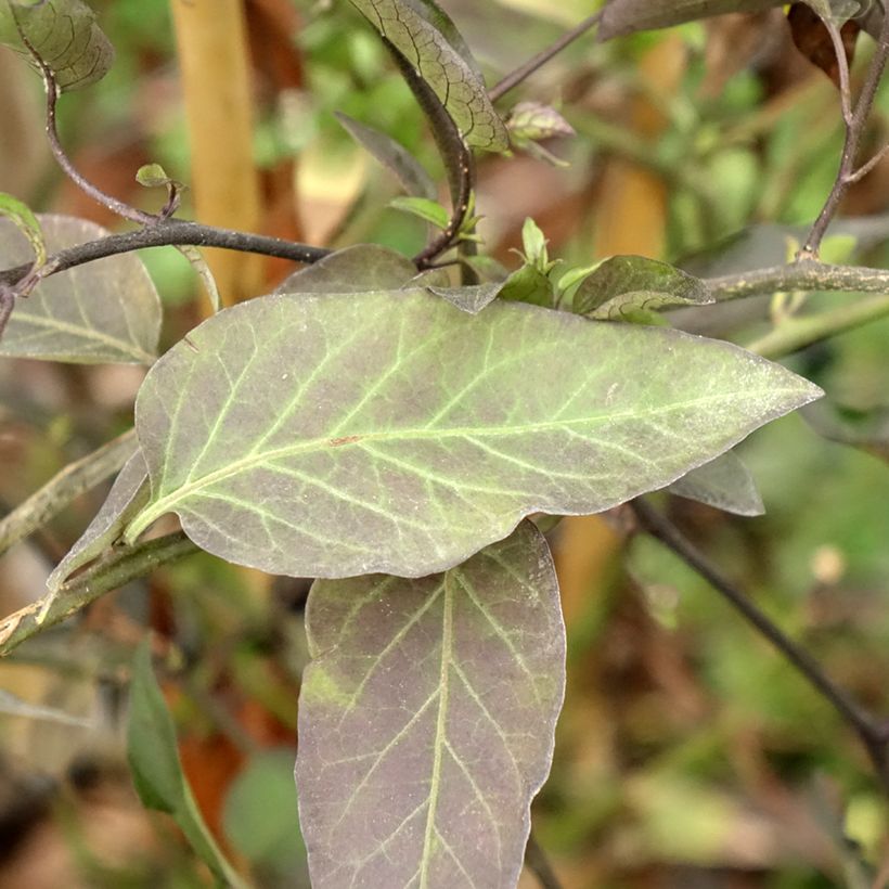 Solanum jasminoides - Jasminblütige Nachtschatten (Laub)
