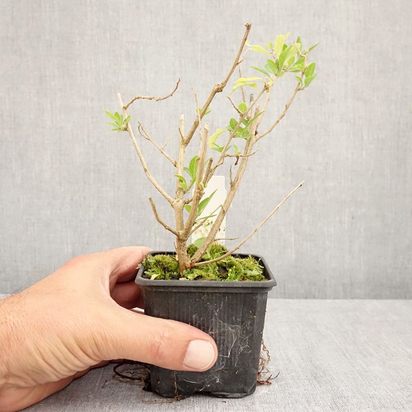 Exemplar von Solanum rantonnetii - Enzianstrauch Kleine Töpfe von 8/9 cm wie im Herbst geliefert