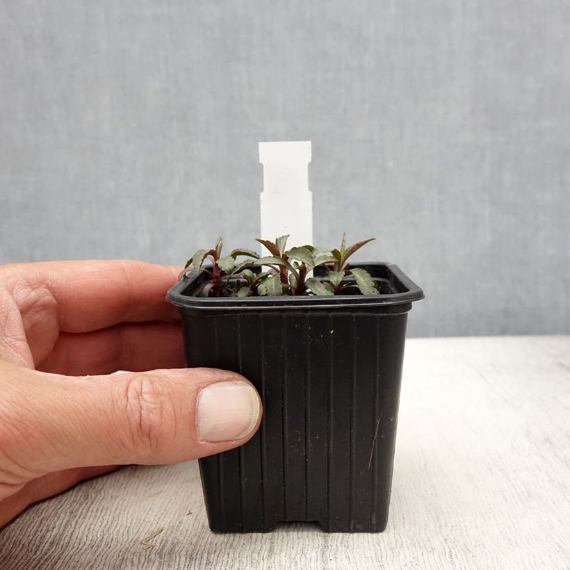 Exemplar von Solidago caesia - Verge d'or bleuâtre Kleine Töpfe von 8/9 cm wie im Frühjahr geliefert