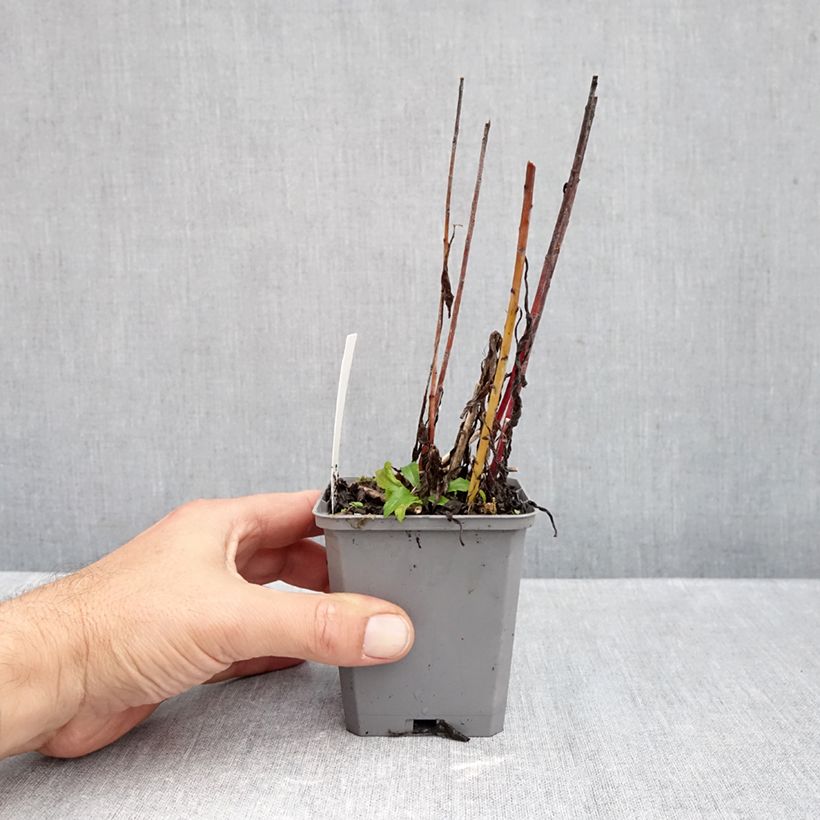 Exemplar von Kanadische Goldrute Golden Baby - Solidago canadensis Kleine Töpfe von 8/9 cm wie im Herbst geliefert