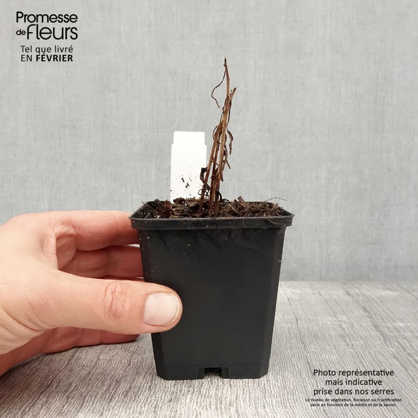 Exemplar von Solidago canadensis Golden Baby - Verge d'or du Canada Godet de 8/9 cm wie im Winter geliefert