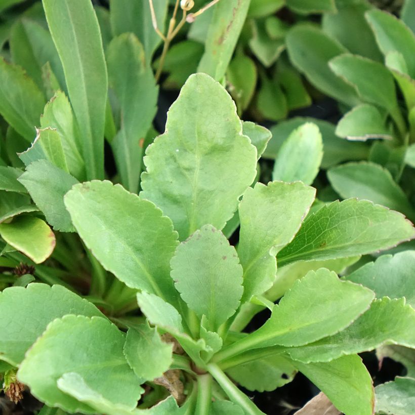 Goldrute - Solidago cutleri (Foliage)