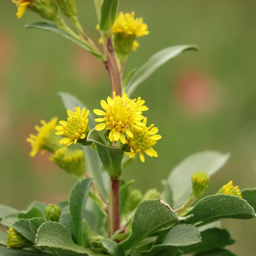 Goldrute - Solidago cutleri (Flowering)