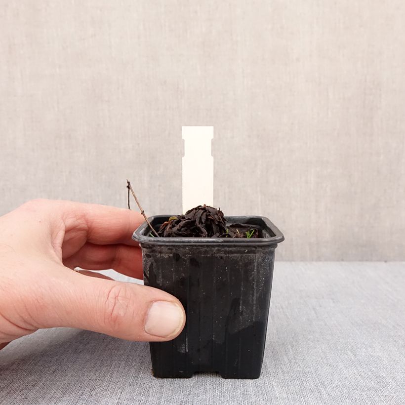 Exemplar von Solidago cutleri - Verge d'or Godet de 8/9 cm wie im Winter geliefert