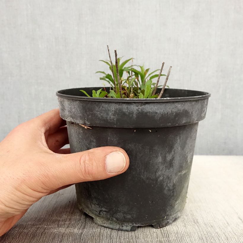 Example of Kanadische Goldrute Gold King - Solidago canadensis Topf mit 2L/3L as you get in printemps