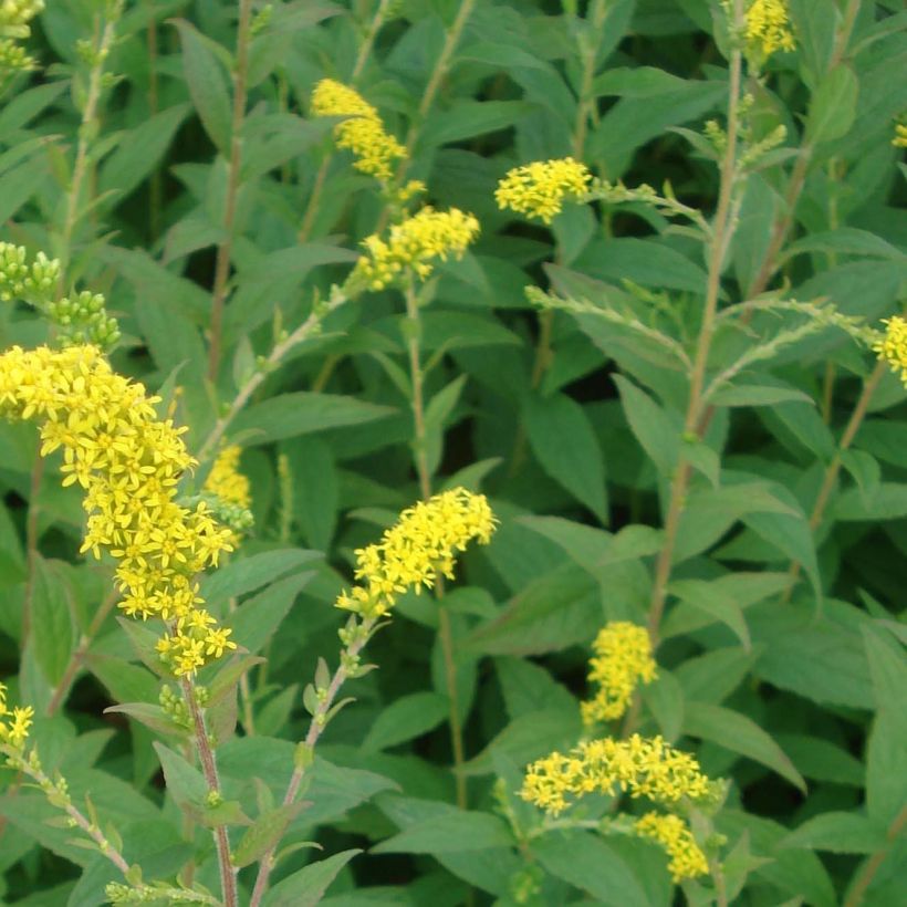 Goldrute Fireworks - Solidago rugosa (Foliage)