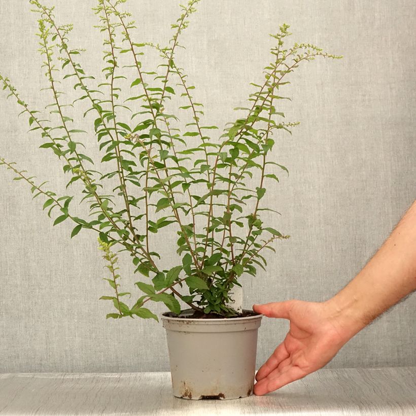 Exemplar von Goldrute Fireworks - Solidago rugosa Topf mit 2L/3L wie im Sommer geliefert