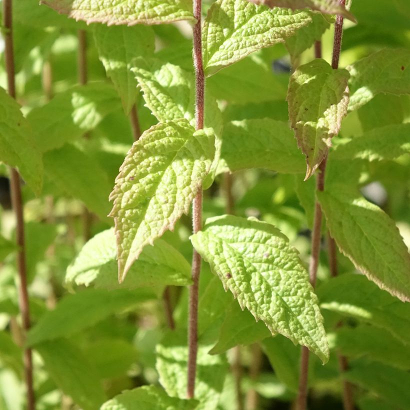 Goldrute - Solidago rugosa (Foliage)