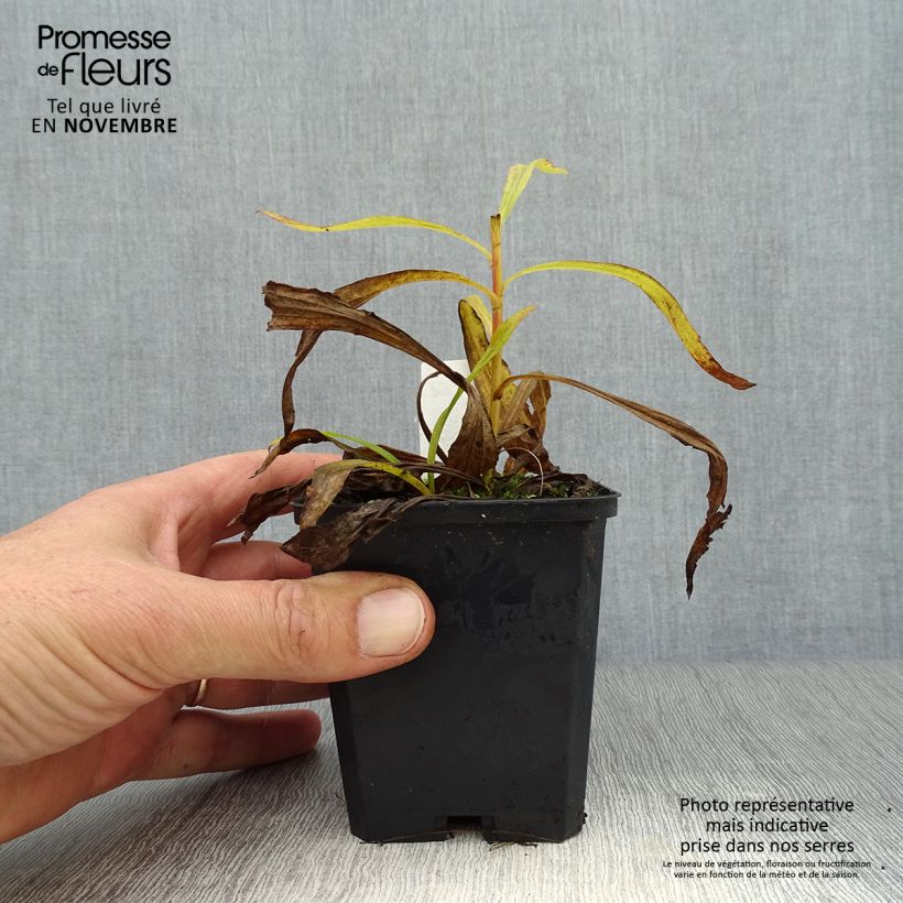 Exemplar von Goldrute Strahlenkrone - Solidago Kleine Töpfe von 8/9 cm wie im Herbst geliefert