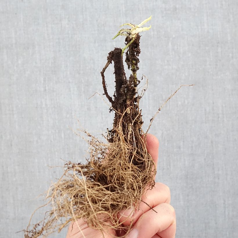 Exemplar von Goldrute Strahlenkrone - Solidago Wurzelnackt wie im Winter geliefert